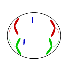 Phase VI egg cell