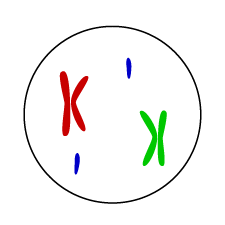 Phase IV egg cell